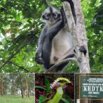 Monyet kedih di Hutan Lindung Aek Nauli