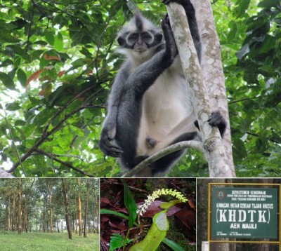 Monyet kedih di Hutan Lindung Aek Nauli