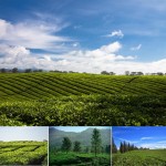 Objek Wisata Kebun Teh Sidamanik