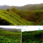 Kebun Teh Cipasung Majalengka