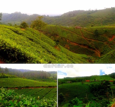 Kebun Teh Cipasung Majalengka