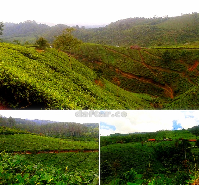 Nomor Hp Pengelola Kebun Teh Cipasung Majalengka : 5 Wisata Majalengka Ini Bikin Liburan Anda ...