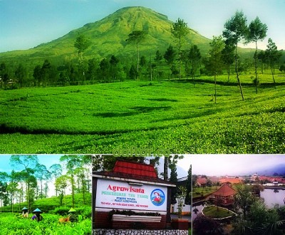 Agrowisata Tambi