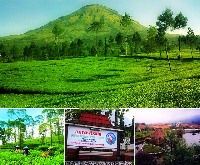 Objek Wisata Tambi Wonosobo